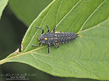giant lady beetle (Anatis sp.)