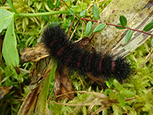 giant leopard moth