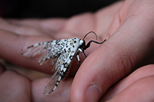 giant leopard moth
