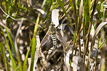 giant robber fly (vertebratus)
