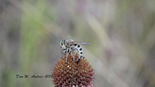 giant robber fly (vertebratus)