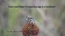 giant robber fly (vertebratus)
