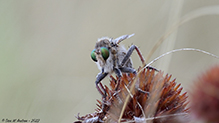 giant robber fly (vertebratus)