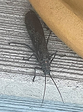 giant stonefly or salmonfly (Pteronarcys sp.)