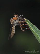 gnat ogre (Holcocephala sp.)