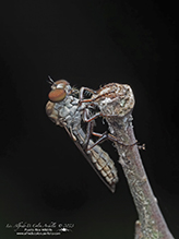 gnat ogre (Holcocephala sp.)