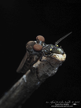 gnat ogre (Holcocephala sp.)