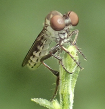 gnat ogre (Holcocephala calva)