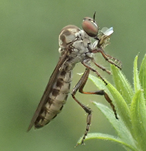 gnat ogre (Holcocephala calva)