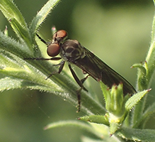 gnat ogre (Holcocephala calva)