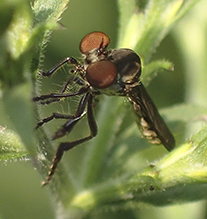 gnat ogre (Holcocephala calva)