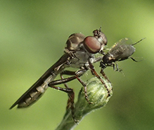 gnat ogre (Holcocephala calva)
