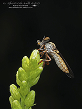 gnat ogre (Holcocephala sp.)