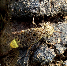 gold-and-brown rove beetle