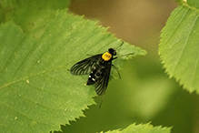 golden-backed snipe fly