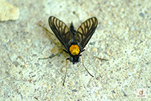 golden-backed snipe fly