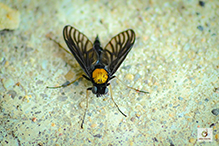 golden-backed snipe fly