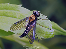 golden-backed snipe fly