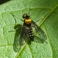 golden-backed snipe fly