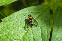 golden-backed snipe fly