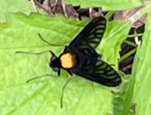 golden-backed snipe fly