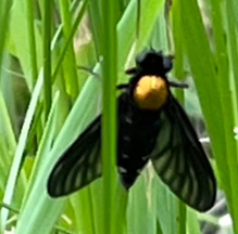 golden-backed snipe fly