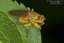golden dung fly (Scathophaga stercoraria)