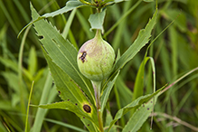 goldenrod gall fly