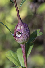 goldenrod gall fly