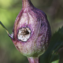 goldenrod gall fly