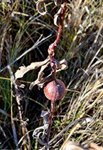 goldenrod gall fly