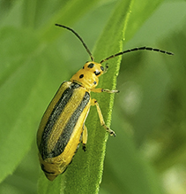 goldenrod leaf beetle