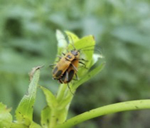 goldenrod soldier beetle