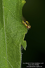 grass fly (Thaumatomyia glabra)