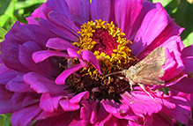 gray looper moth
