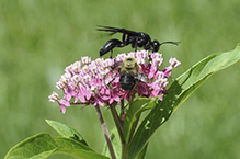 great black digger wasp