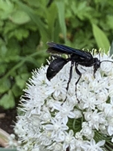 great black digger wasp