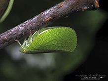 green cone-headed planthopper