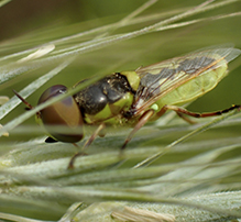 green soldier fly