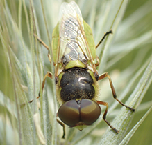 green soldier fly