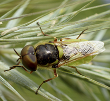 green soldier fly