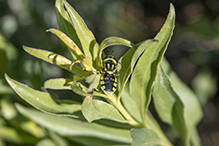 green soldier fly