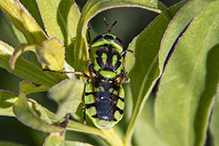 green soldier fly