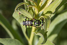 green soldier fly