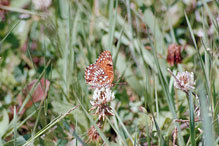 Harris’ checkerspot