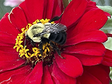 half-black bumble bee