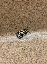 harnessed tiger moth