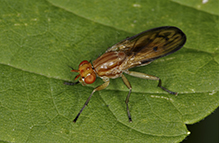heleomyzid fly (Suillia quinquepunctata)