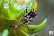 helmeted squash bug
