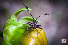 helmeted squash bug